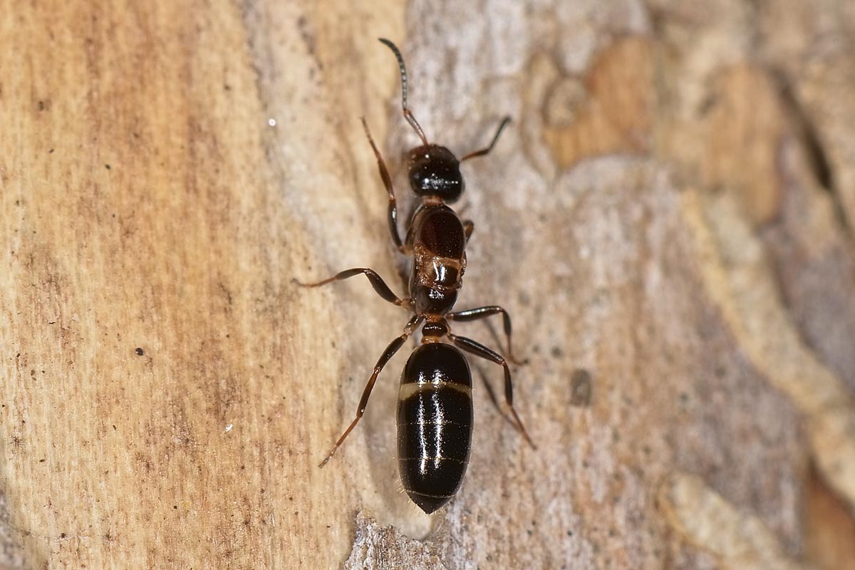 Camponotus truncatus, femmina errabonda